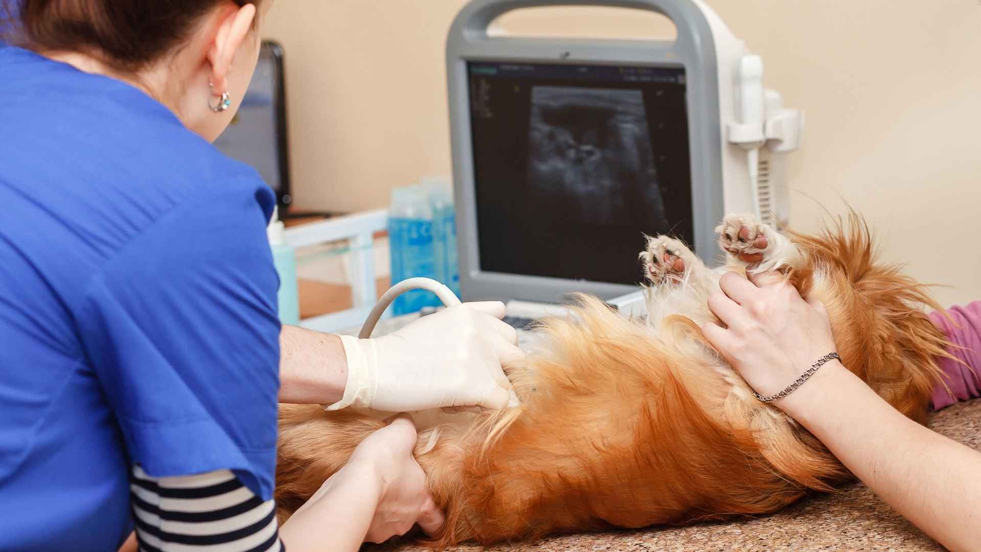 ecografía diafragma